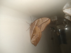 Eryphanis automedon