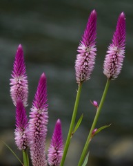 Celosia spicata image
