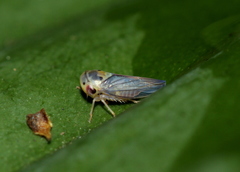 Cicadellidae