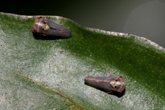 Cicadellidae