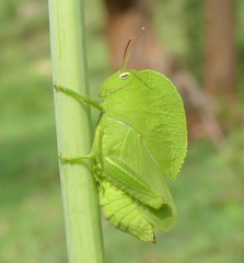 Teratodes monticollis