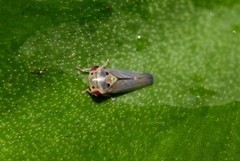 Cicadellidae