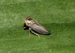 Cicadellidae