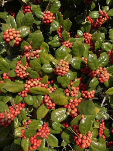 Ilex cornuta