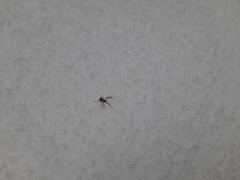 Pityohyphantes phrygianus