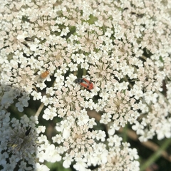 Arthrobrachus nigromaculatus