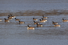 Branta canadensis