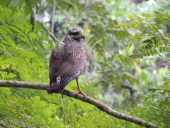 Buteogallus anthracinus