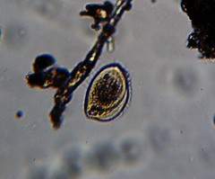 Phacodinium