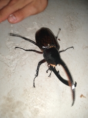 Dynastes occidentalis