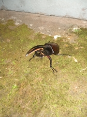 Dynastes occidentalis