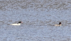 Mergus merganser