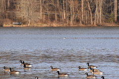 Mergus merganser