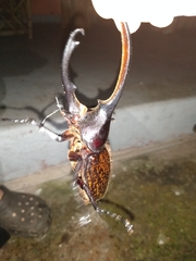 Dynastes occidentalis