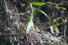Turdus leucomelas