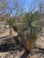 Yucca capensis