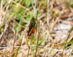 Stenobothrus rubicundulus