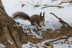 Sciurus vulgaris orientis
