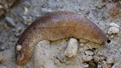 Testacella haliotidea