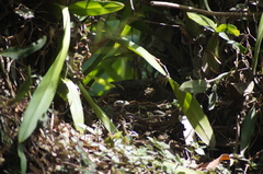 Turdus leucomelas