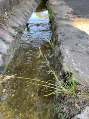 Poa annua