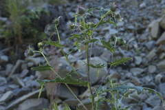 Cirsium gagnidzei