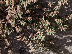 Euphorbia maculata