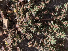 Euphorbia maculata