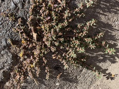 Euphorbia maculata
