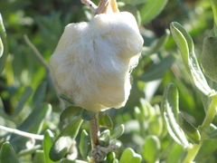 Asphondylia floccosa