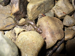 Desmognathus welteri