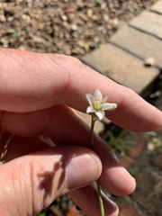 Nothoscordum gracile
