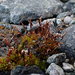 Tortula mucronifolia - Photo (c) Stefan Gey,  זכויות יוצרים חלקיות (CC BY-NC), הועלה על ידי Stefan Gey
