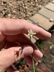 Nothoscordum gracile