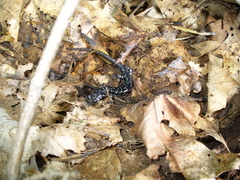 Plethodon kentucki