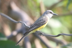 Tyrannus melancholicus