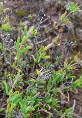 Delosperma neethlingiae