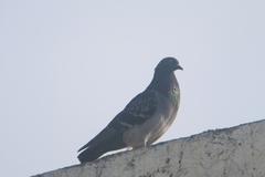 Columba livia