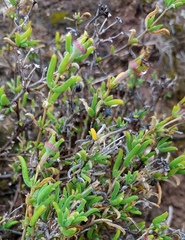 Delosperma neethlingiae