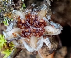 Delosperma neethlingiae