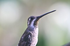 Heliomaster constantii