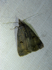 Phalaenostola hanhami