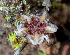 Delosperma neethlingiae
