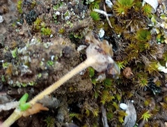 Delosperma neethlingiae