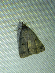 Phalaenostola hanhami