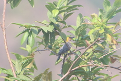 Melanerpes chrysogenys