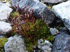 Tortula mucronifolia