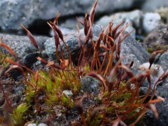 Tortula mucronifolia