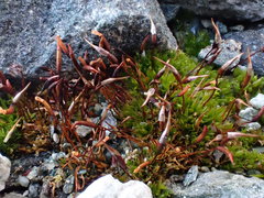 Tortula mucronifolia