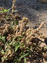 Amaranthus